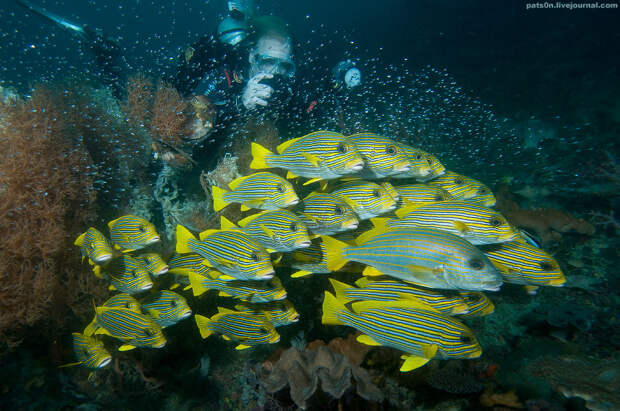 Фотография: Волшебный мир архипелага Раджа Ампат №10 - BigPicture.ru