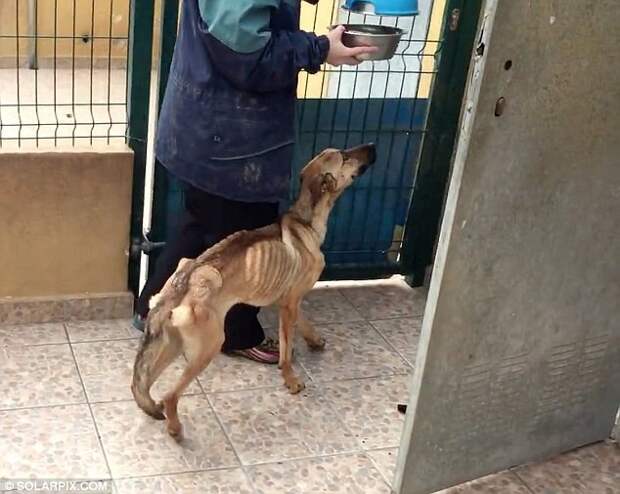 На грани смерти: невероятное восстановление истощённой собаки, которая даже не могла стоять животные, собака, спасение