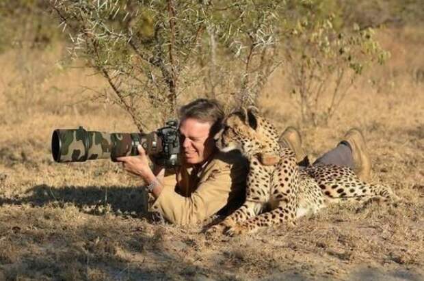 Фотограф слишком спокоен для того, кто лежит рядом с гепардом! животные, забавно, неожиданно, нужный момент, подборка, природа, фото, юмор