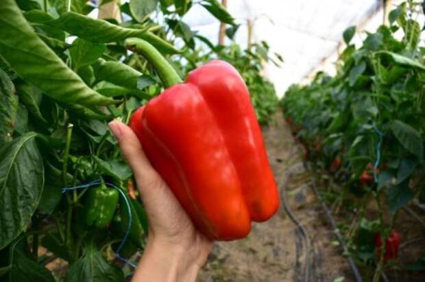 Подкармливаю болгарский перец 1 раз в 10 дней – радуюсь большому урожаю каждый год