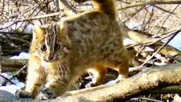 Милый "кот-клептоман" повздорил с выдрой из-за рыбки и попал на видео