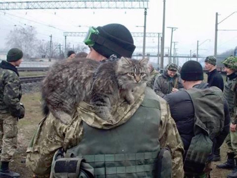 Братья меньшие по оружию армия, животные. война