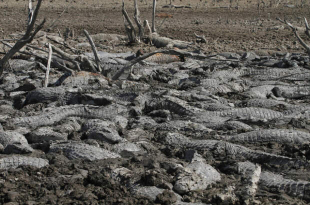 Река смерти: как засуха превратила водоем в кладбище