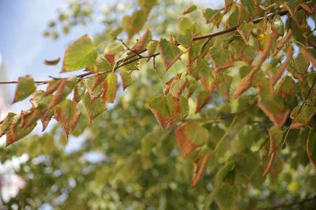 Петербург четвертый день подряд обновил температурный рекорд