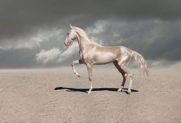 beautiful-horse-shiny-blonde-hair-akhal-teke-4