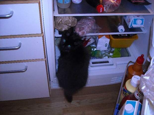 Коты-воришки воришка, кот, юмор