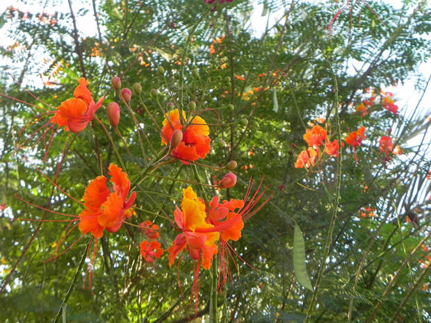 Цветы осени!Caesalpinia pulcherrima