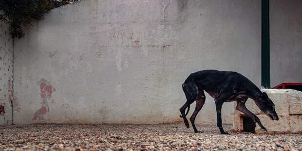 Прекрасные собаки с трагичной судьбой: борзые гальго из Испании