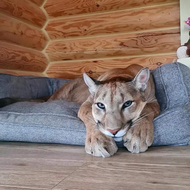10 животных-блогеров, на которых вам нужно подписаться