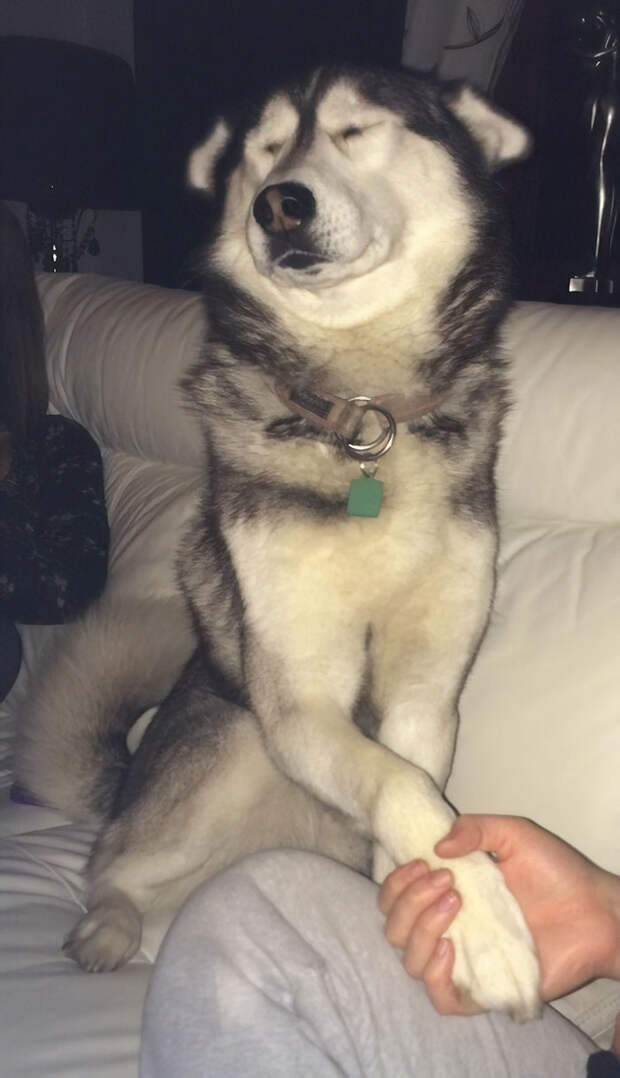 My Cousins Husky Is Happiest When You're Holding His Paw