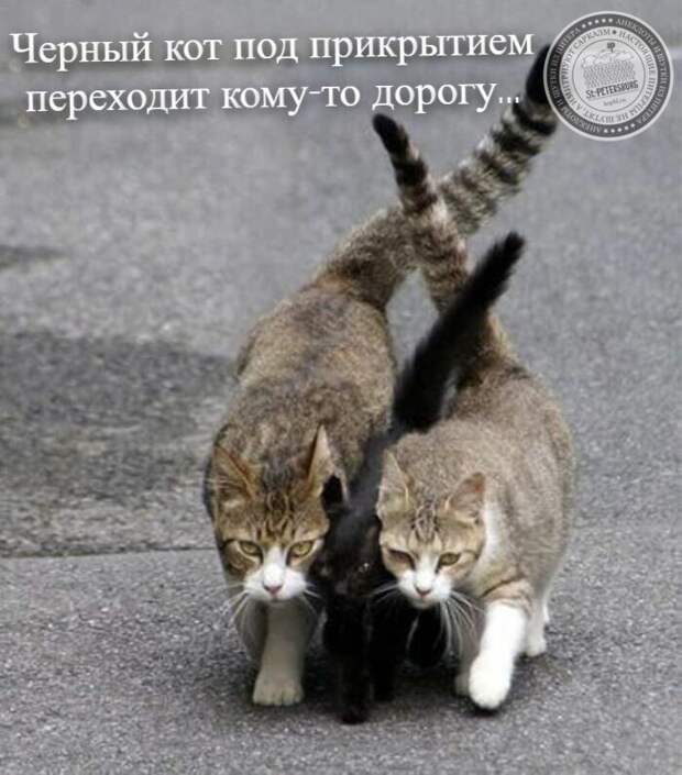 Черный кот