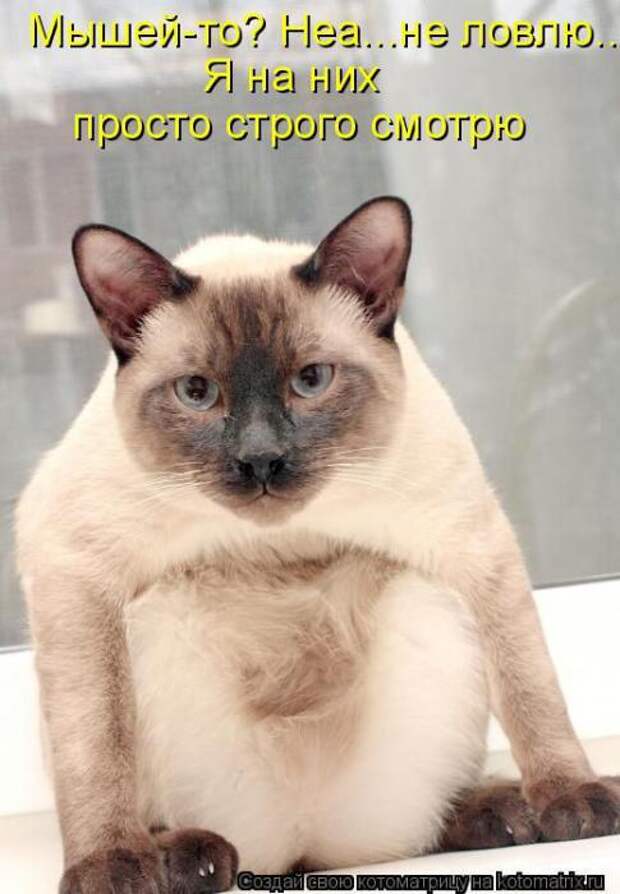 Котоматрицы(картинки с надписями)