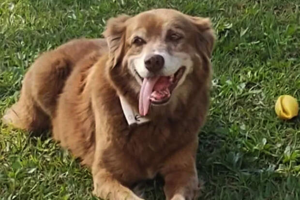 В Бразилии прожившаяя 10 лет на могиле хозяина собака изменила законодательство