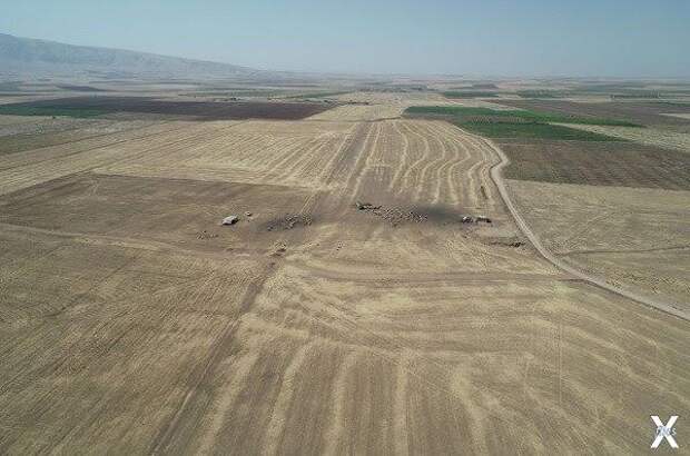 Поле которое с недавнего времени подо...