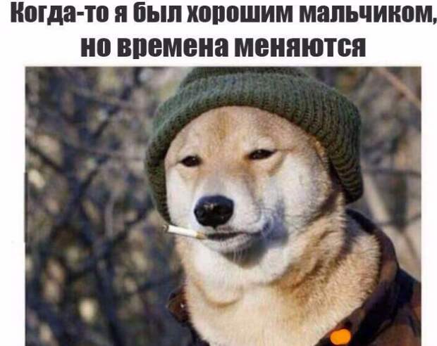 Картинки по запросу фото приколы