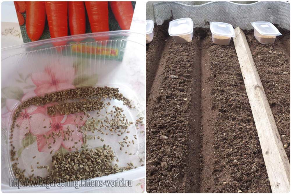Когда садить морковку. Посев семян моркови. Посадка семян в почву. Семена на грядке. Семена моркови на грядке.