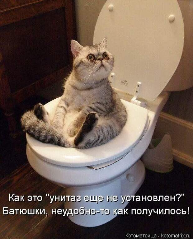 Лучшие котоматрицы недели