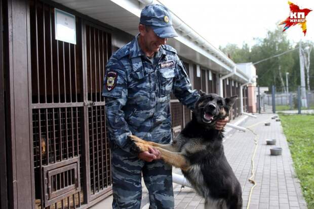 В Нижегородской области работает служебный пес-полиглот