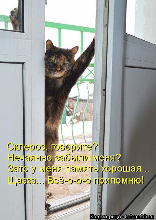Котоматрица новая и прикольная (37 фото)