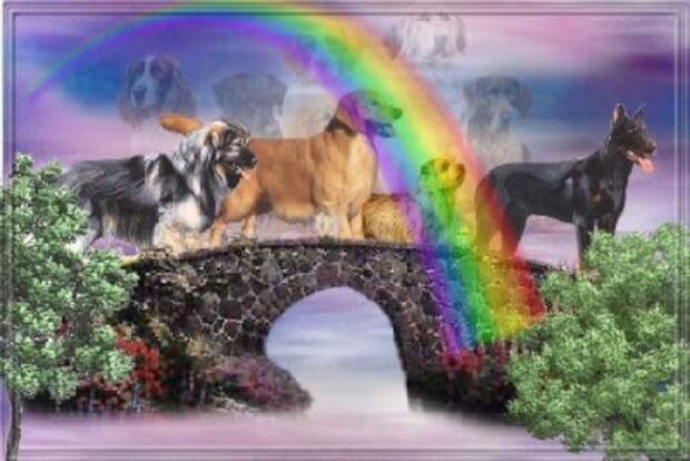 Ушедшие питомцы. Животные на радуге. Собака на радуге. Мост радуги. Собака ушла на радугу.