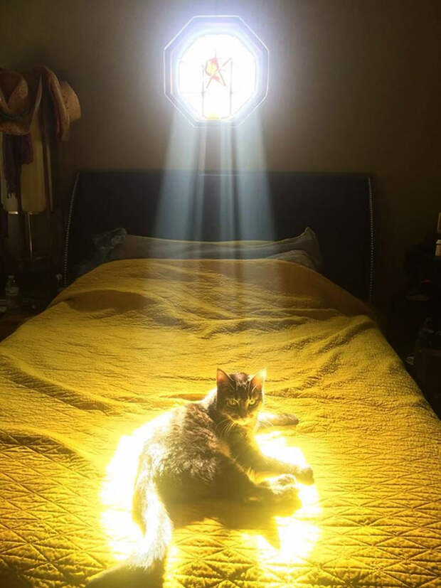 Кошки, которые любят тепло