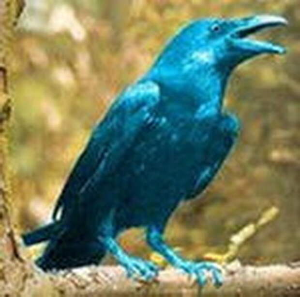 Голубая ворона фото
