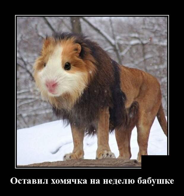 Демотиваторы (30 фото)