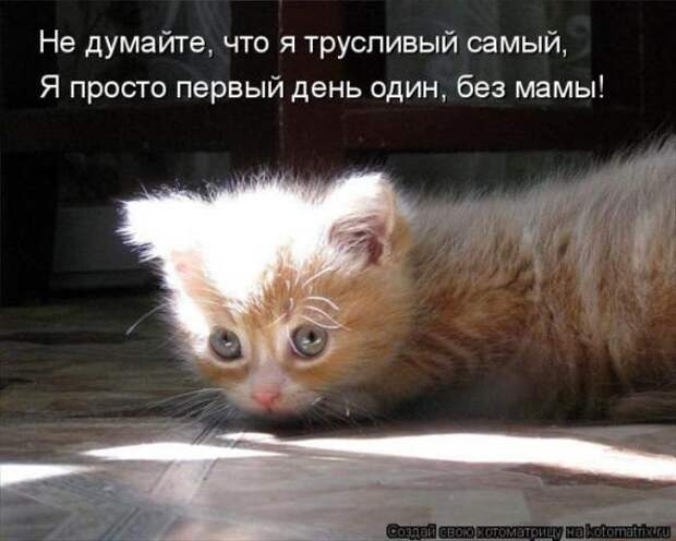 Котоматрицы(картинки с надписями)