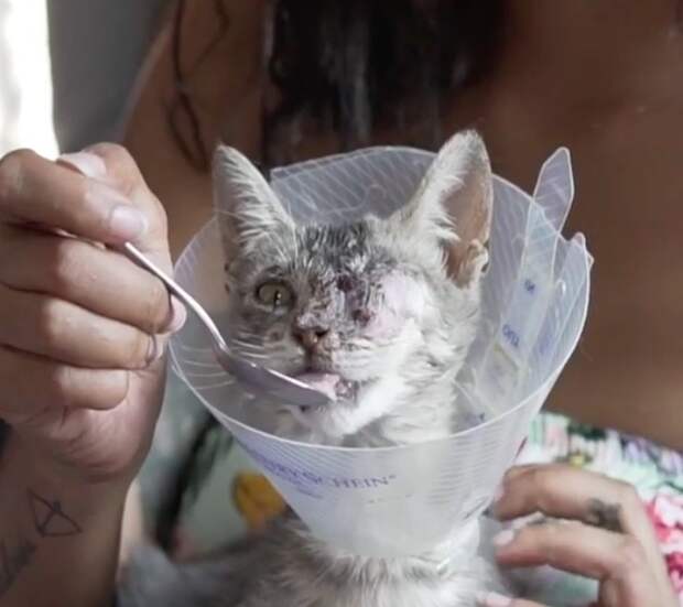 Без кота и жизнь не та