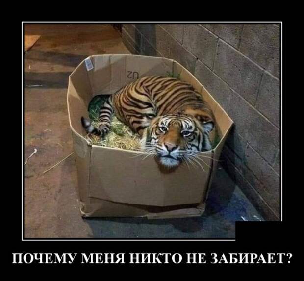 Демотиваторы (30 фото)