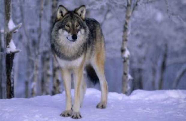 Любопытные факты о волках