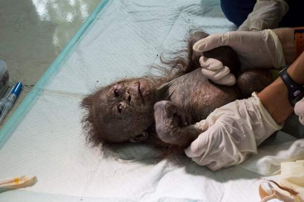 Детеныша орангутана использовали как домашнего питомца, а потом выбросили