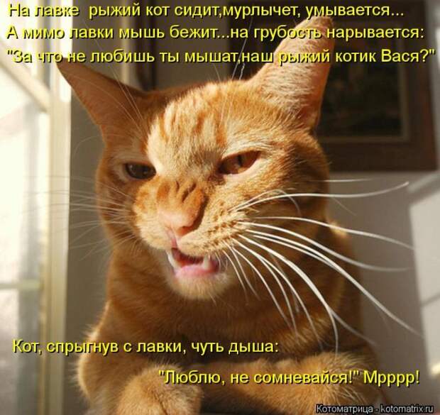 Лучшие котоматрицы недели (50 фото)