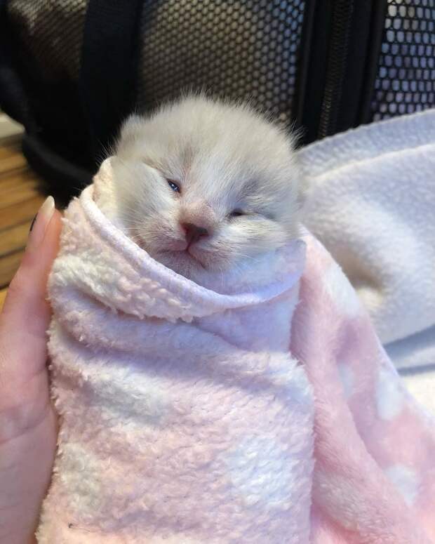 Без кота и жизнь не та