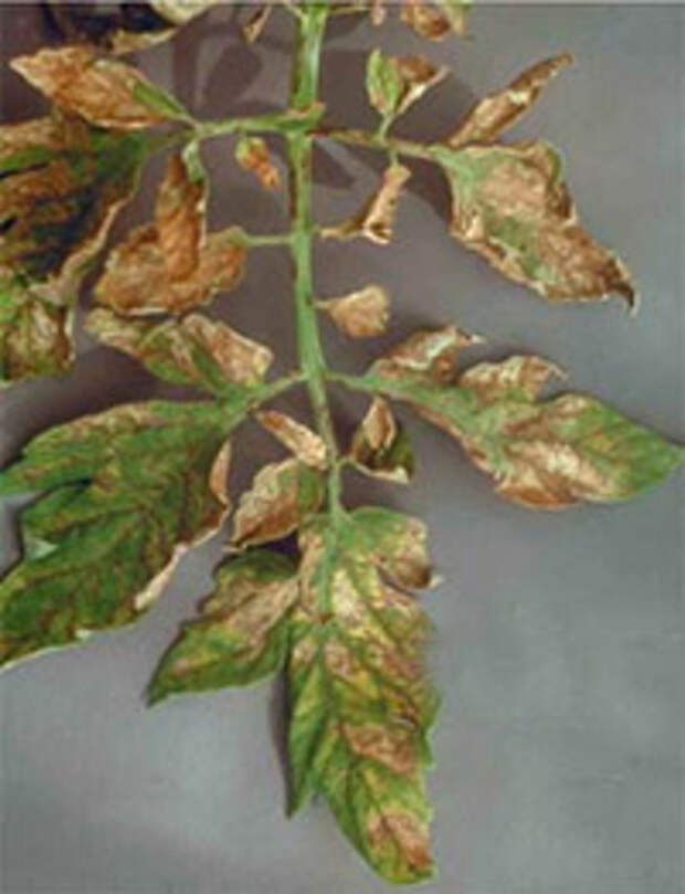 Фото листьев помидоров при нехватке макро и микроэлементов