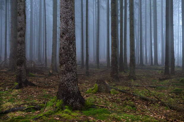 Волшебные фотографии леса Alex Wesche