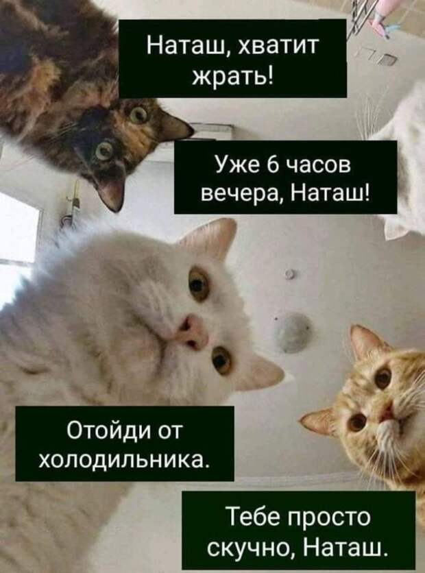 «Наташ, вставай, мы всё уронили»: откуда взялись мемы про Наташу и котов, которые теперь буквально везде