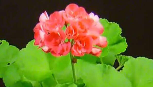 цветущая пеларгония