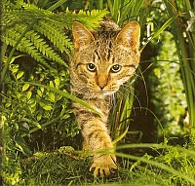 Кошки и Котята 171