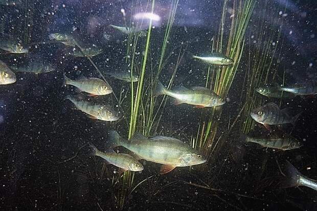 Мелкие рыбы в стае идут одна за другой, экономя силы для движения в такой плотной среде, как вода.