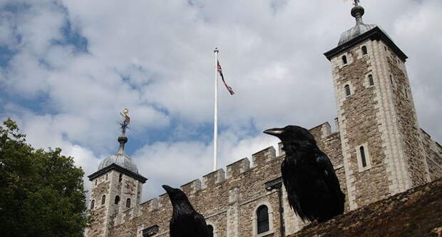800px two ravens and the tower of london
