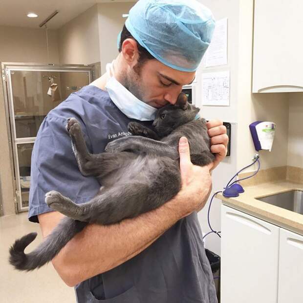 Ищете работу? В ветеринарной клинике открыта вакансия профессионального «обнимателя котов»