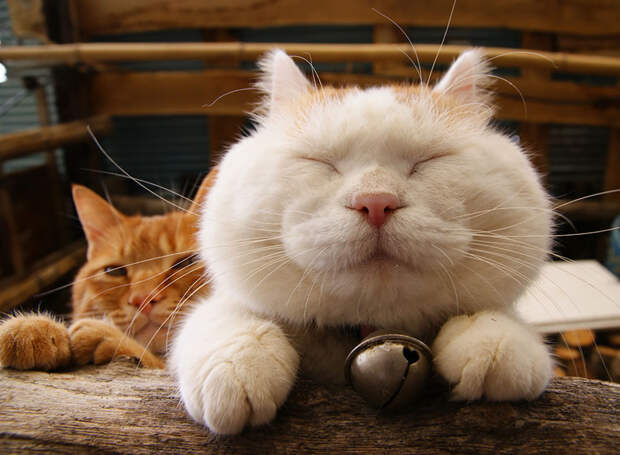 Кошки, которые любят тепло