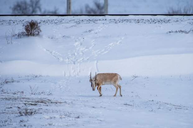 Спасающим сайгаков астраханцам грозит уголовное дело