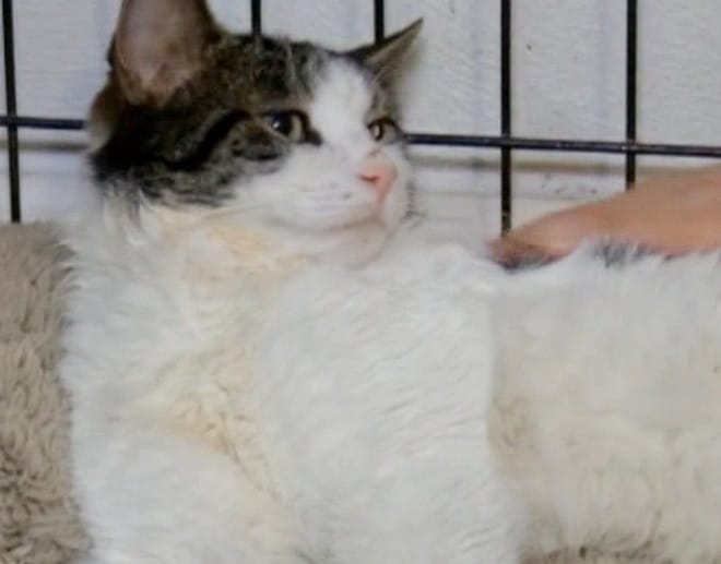 Лежачий кот Кот лежит