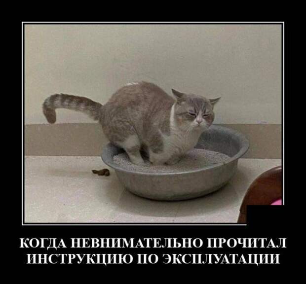 Демотиватор про кота
