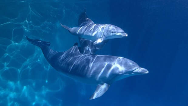 В Сети вспомнили про «боевых» дельфинов после встречи Путина и Лукашенко