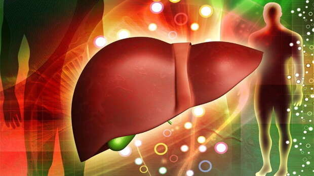 Тайна голодания: Как мозг включает "режим очистки" печени и продлевает молодость