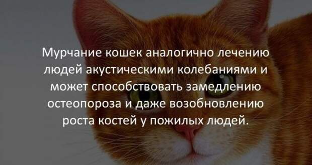 Интересные факты (40 картинок)