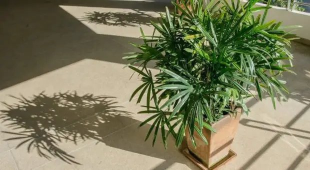   (Rhapis humilis)     1,5 .